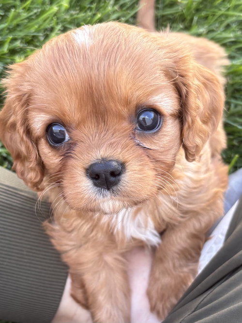 Linus, an adoptable dog