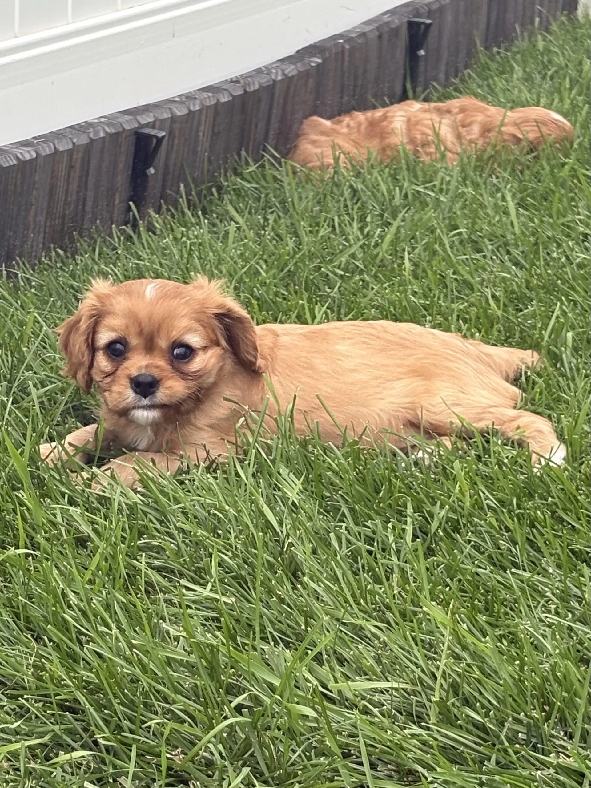 Peppermint Patty - Cavalier King Charles Spaniel
