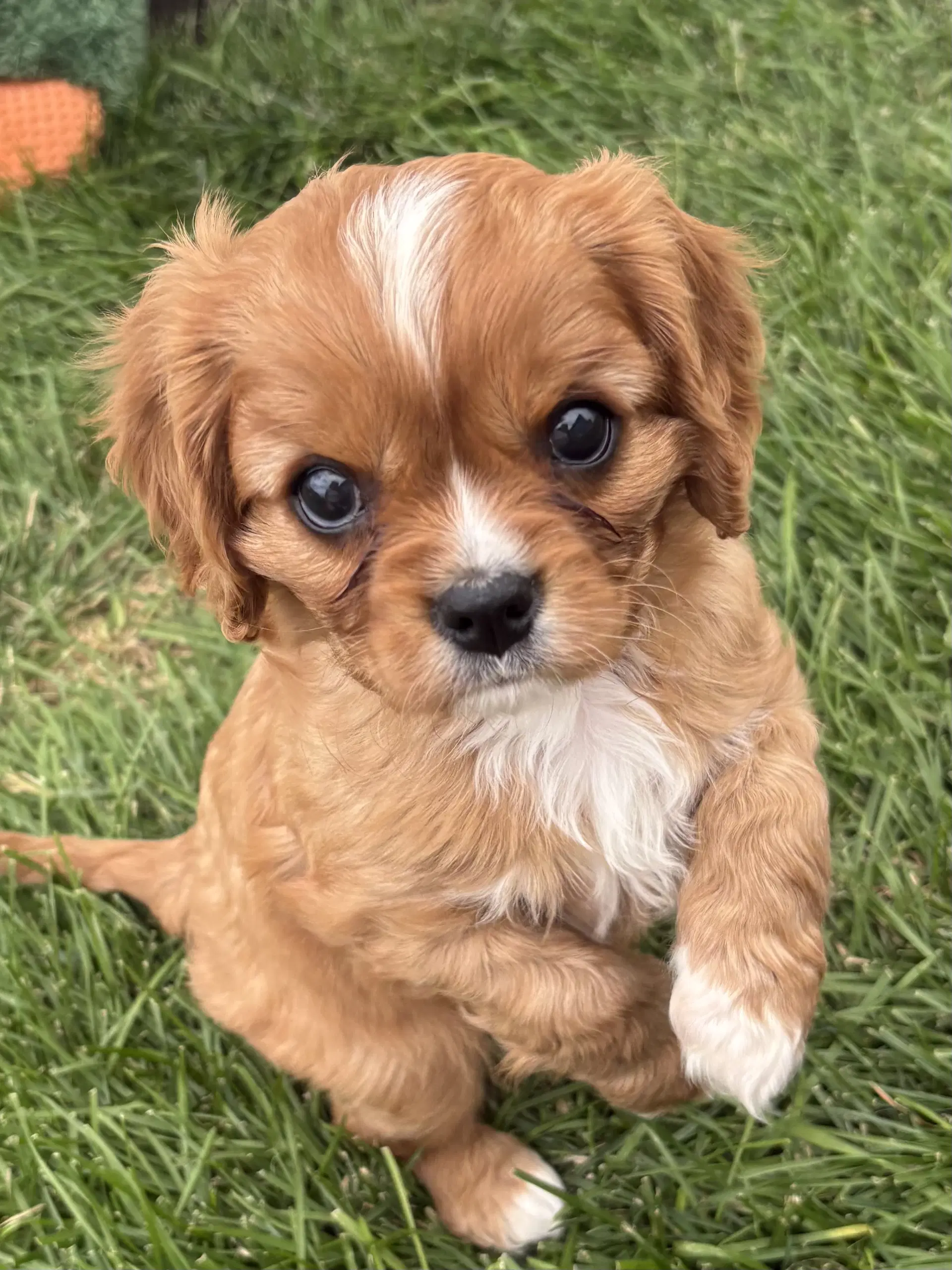 Snoopy - Cavalier King Charles Spaniel