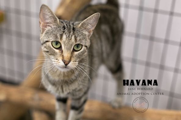adoptable Cat in La Porte, IN named Havana