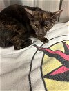 adoptable Cat in , IN named Lily