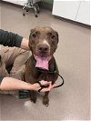 adoptable Dog in  named Cosmo