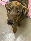 adoptable Dog in , IN named Lucy