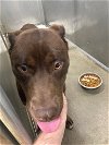 adoptable Dog in , IN named Mannie