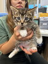 adoptable Cat in , IN named Clyde