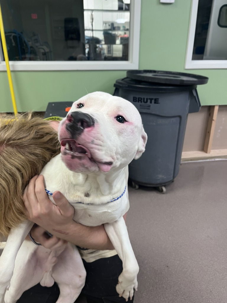 adoptable Dog in La Porte, IN named Ace