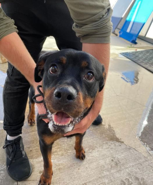 adoptable Dog in La Porte, IN named Luna