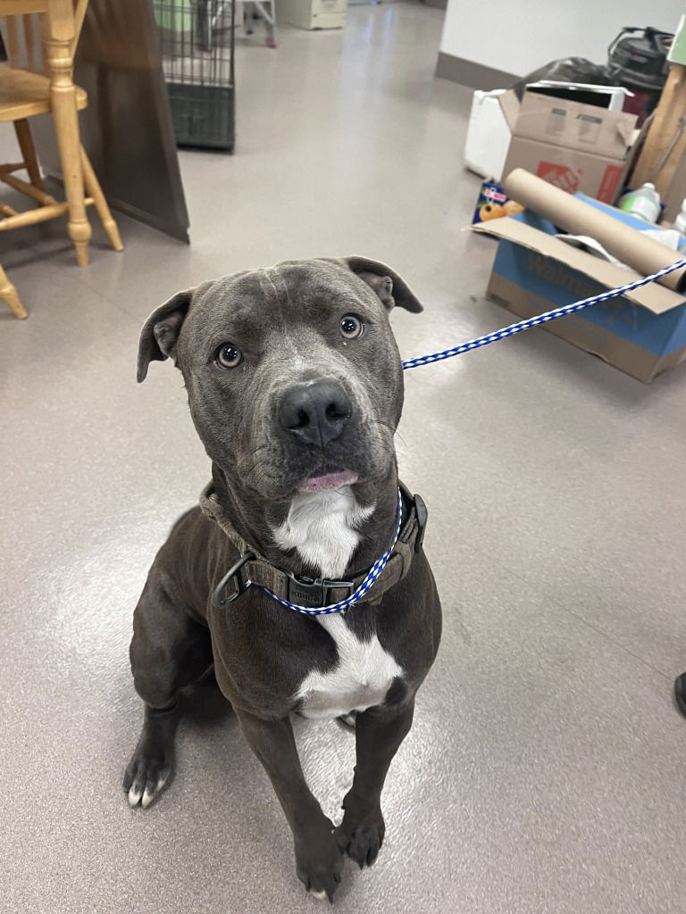 adoptable Dog in La Porte, IN named Blue