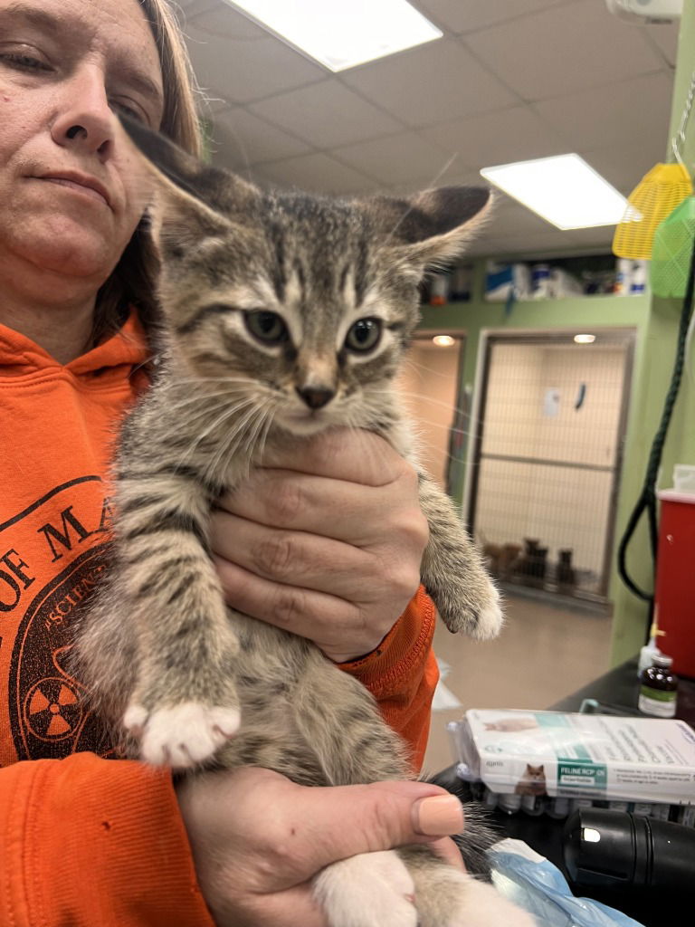 adoptable Cat in La Porte, IN named Fitz