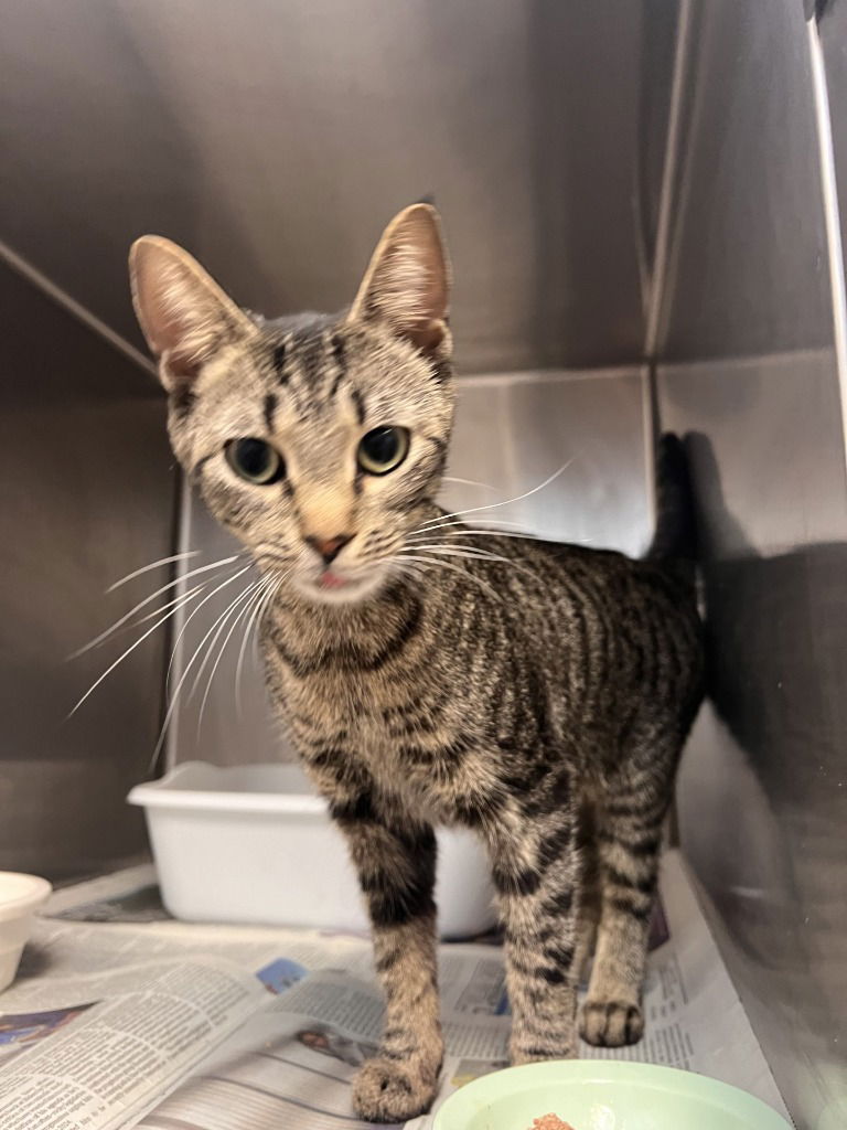 adoptable Cat in La Porte, IN named Hermione