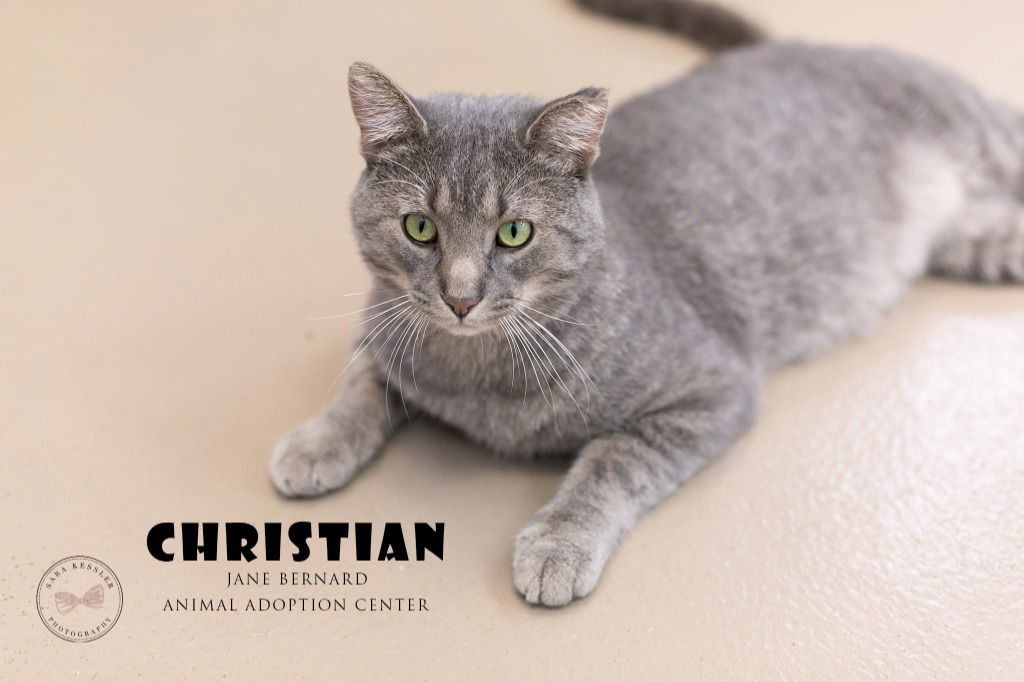 adoptable Cat in La Porte, IN named Christian