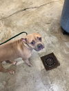 adoptable Dog in , IN named Rebecca