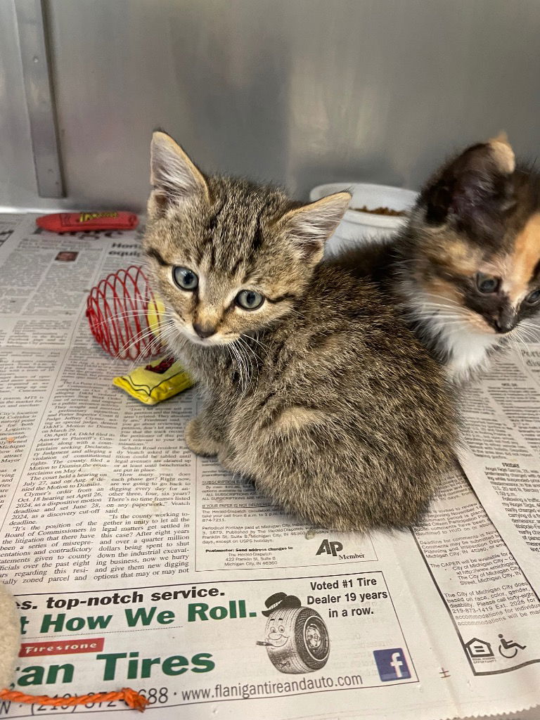 adoptable Cat in La Porte, IN named Lily