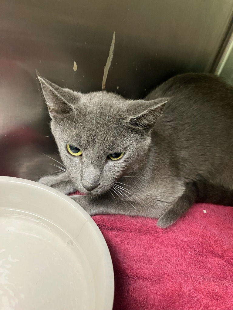 adoptable Cat in La Porte, IN named Willow