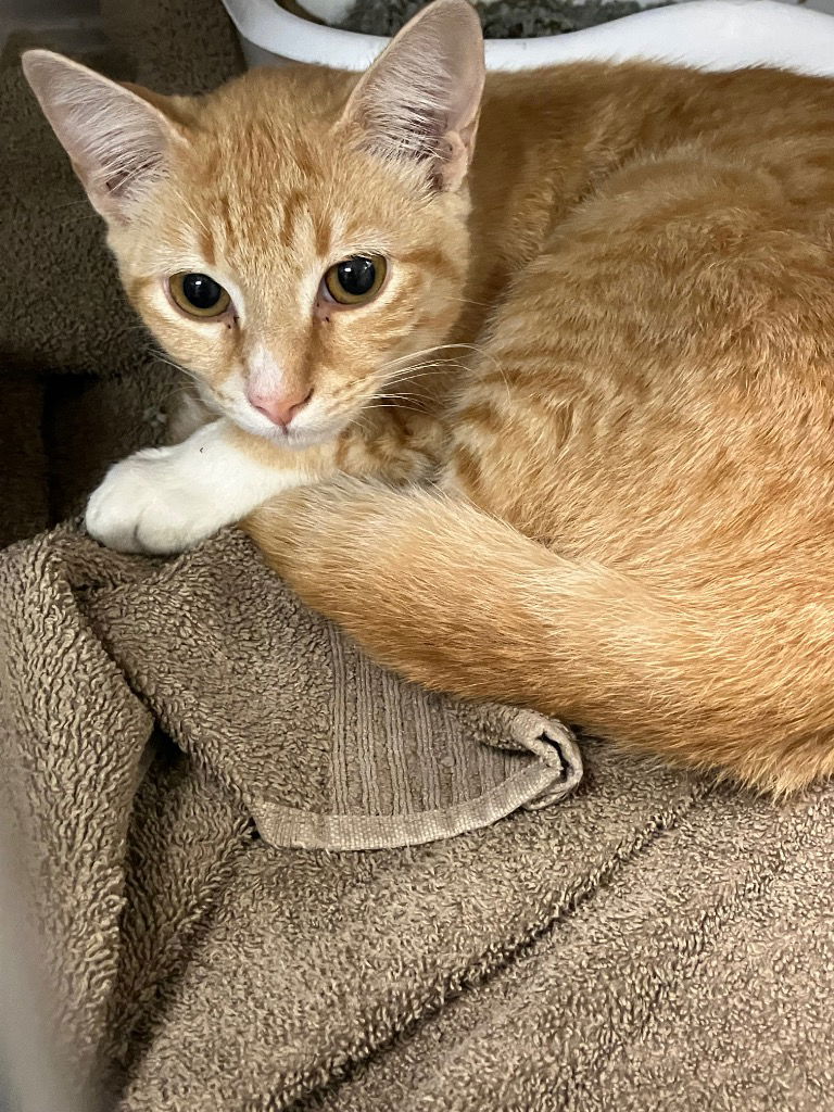 adoptable Cat in La Porte, IN named Twinkles