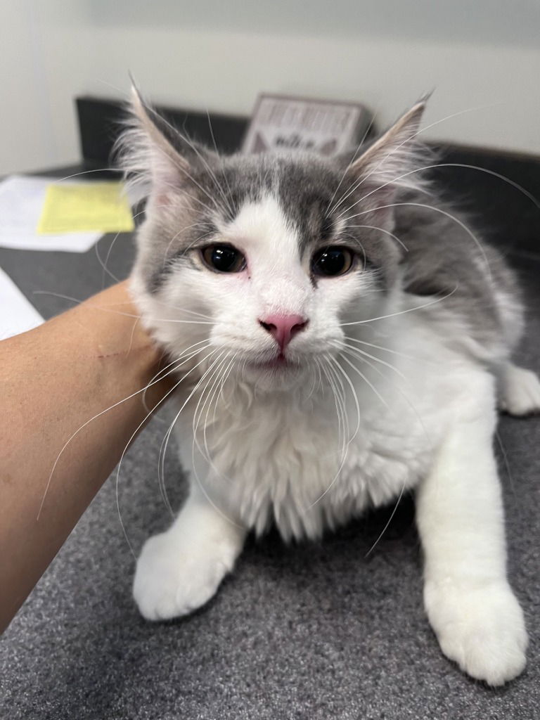 adoptable Cat in La Porte, IN named Milo