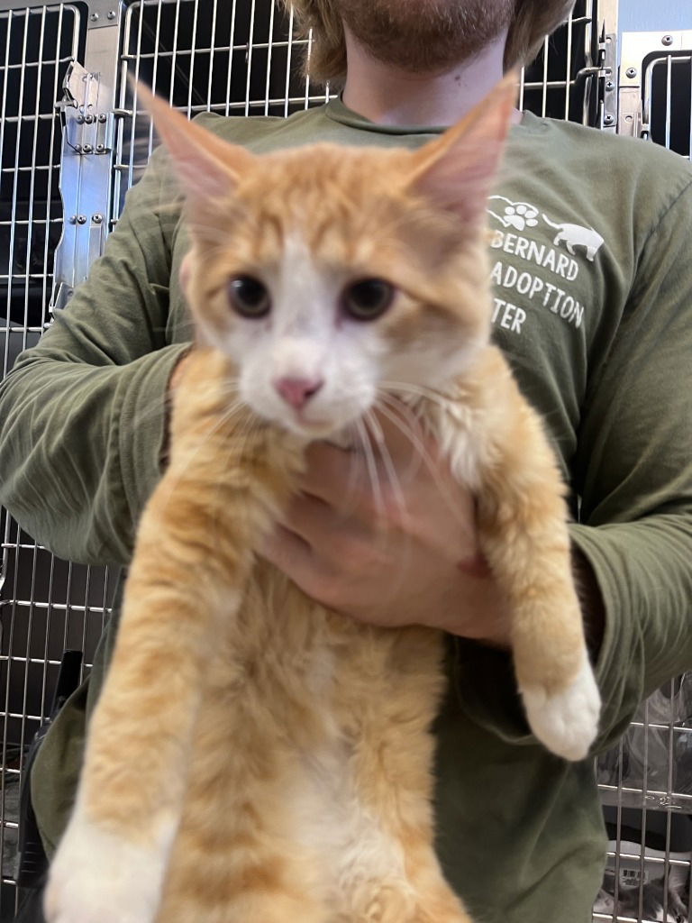 adoptable Cat in La Porte, IN named Leo