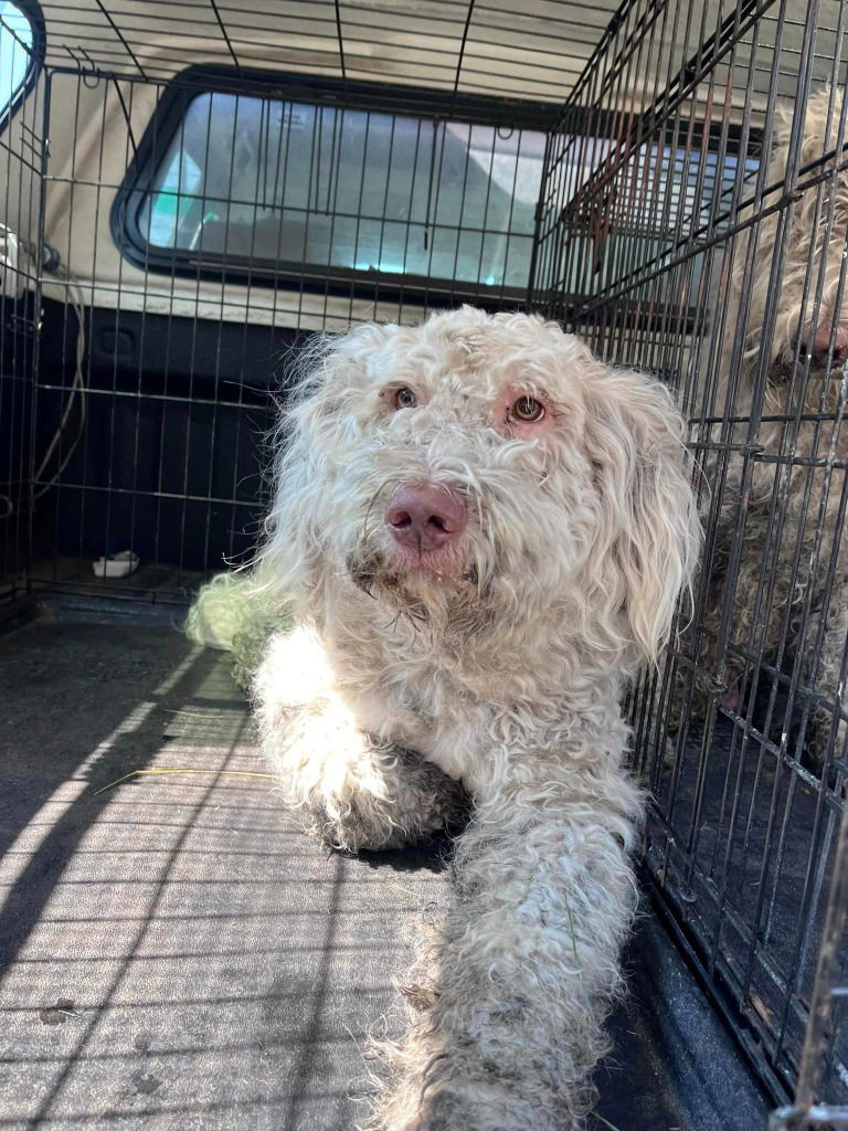 adoptable Dog in La Porte, IN named George