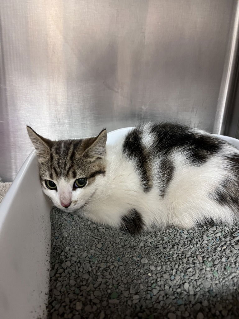 adoptable Cat in La Porte, IN named Hadley