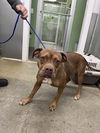 adoptable Dog in , IN named Nadia