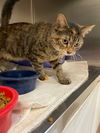 adoptable Cat in La Porte, IN named Misfit
