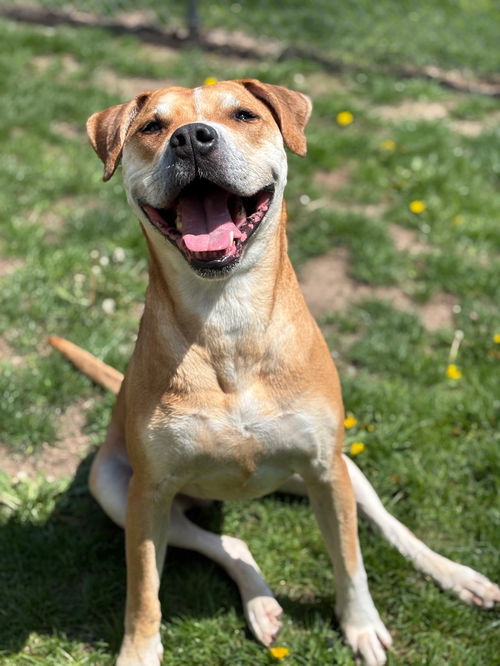 picture of the dog needing adoption