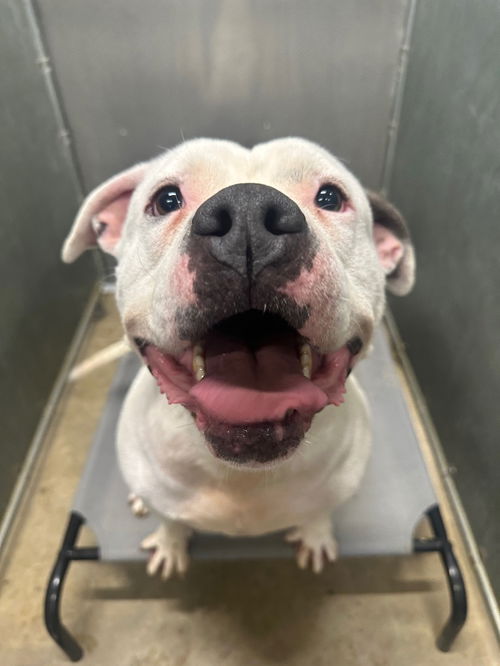 picture of the dog needing adoption