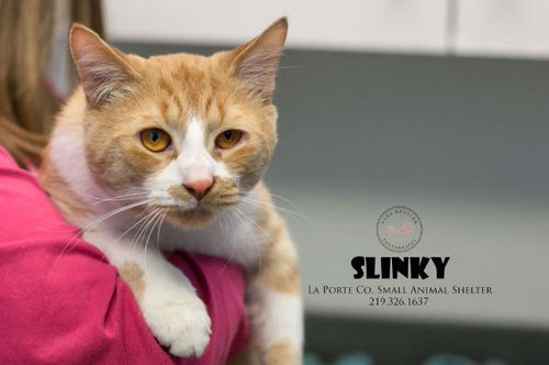 picture of the cat needing adoption