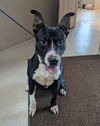 adoptable Dog in  named Bart
