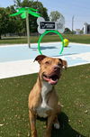 adoptable Dog in  named Cashew