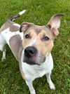 adoptable Dog in  named Angel