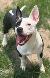 adoptable Dog in  named Eggroll
