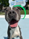 adoptable Dog in  named Joey