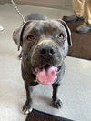adoptable Dog in la porte, IN named Paisley