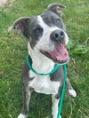 adoptable Dog in  named Jojo
