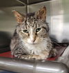 adoptable Cat in la porte, IN named Oscar