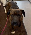 adoptable Dog in  named Benny