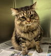 adoptable Cat in la porte, IN named Prissy