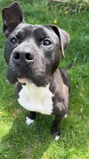 adoptable Dog in  named Dingo