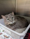 adoptable Cat in  named Indiana
