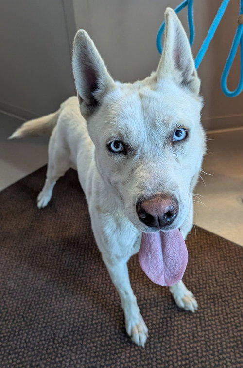 HAZY - German Shepherd Dog / Husky available for adoption