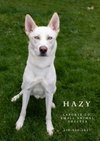 Hazy - Photo 1