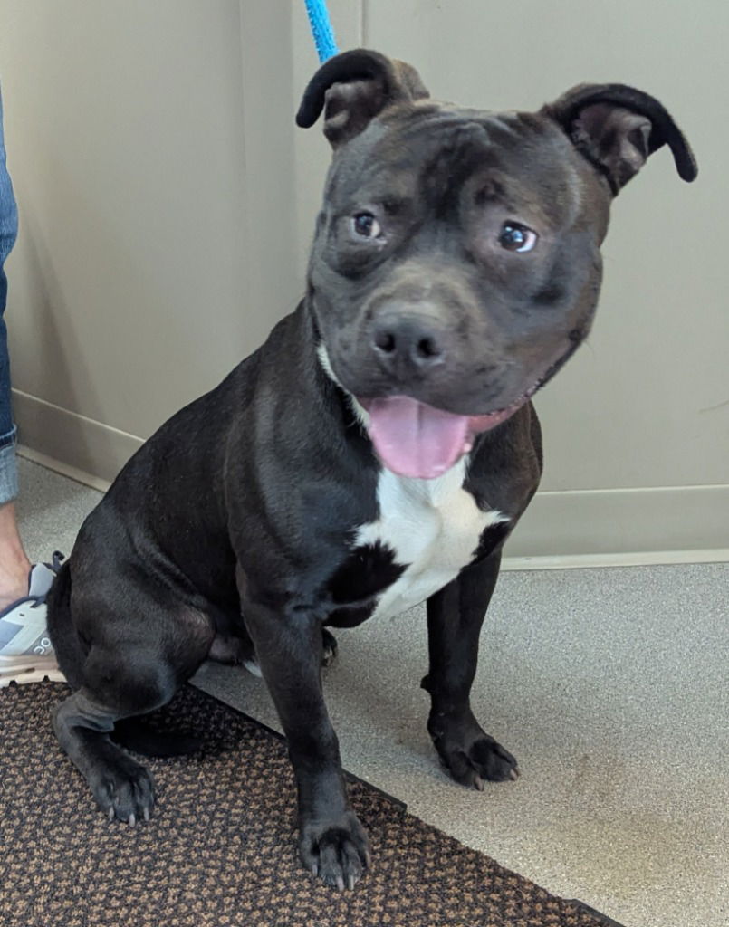 adoptable Dog in La Porte, IN named Mushu