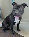 adoptable Dog in  named Mushu