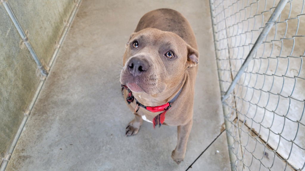 adoptable Dog in La Porte, IN named Puppy