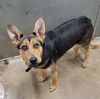 adoptable Dog in  named Ella Bella