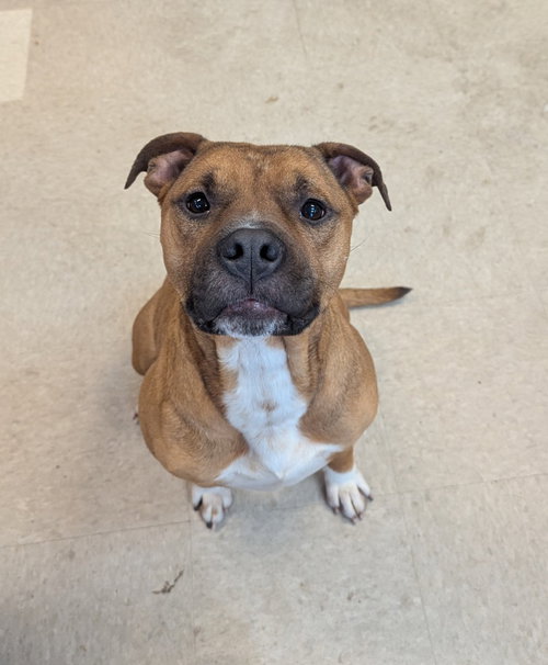 Jaden, an adoptable Pit Bull Terrier in La Porte, IN
