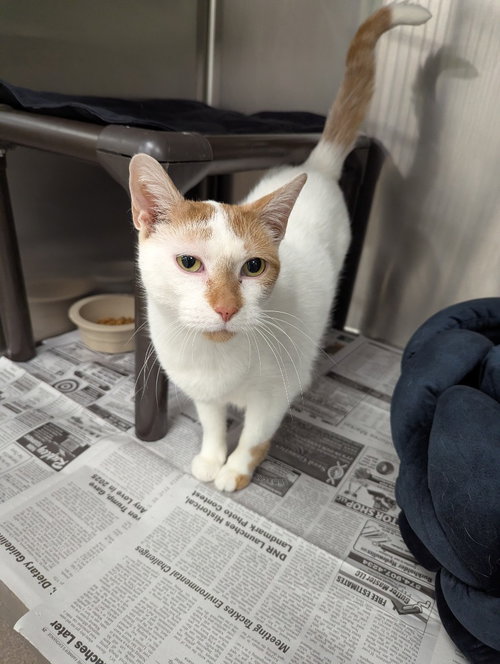 Morton, Adult Domestic Short Hair / Mixed, cat for adoption in Chicago, Illinois