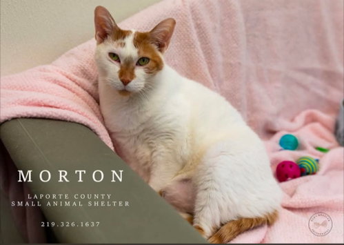 Morton, an adoptable Domestic Short Hair in La Porte, IN