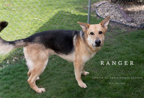 Ranger, an adoptable German Shepherd Dog in La Porte, IN